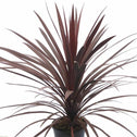 Cordyline Red Star is a tropical houseplant with ornamental variegated magenta foliage