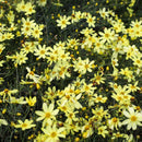 Coreopsis Moonbeam