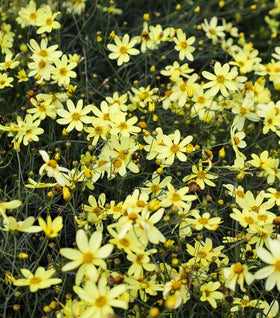 Coreopsis Moonbeam