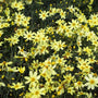 Patch of Blooming Coreopsis Moonbeam Plants summer blooming perennial