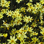 Coreopsis Moonbeam Plants yellow flower