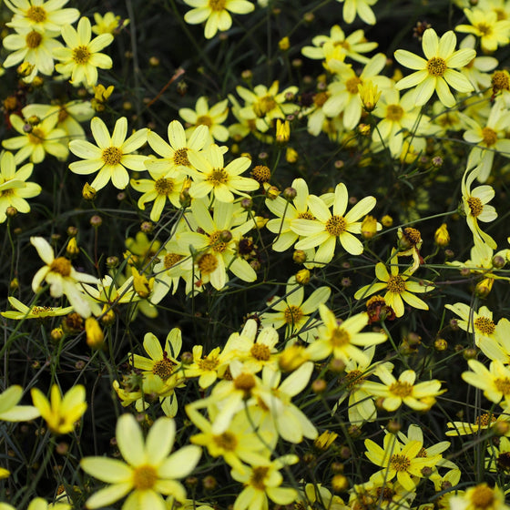 Coreopsis Moonbeam Plants yellow flower