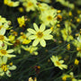 close look at yellow petals on coreopsis moonbeam