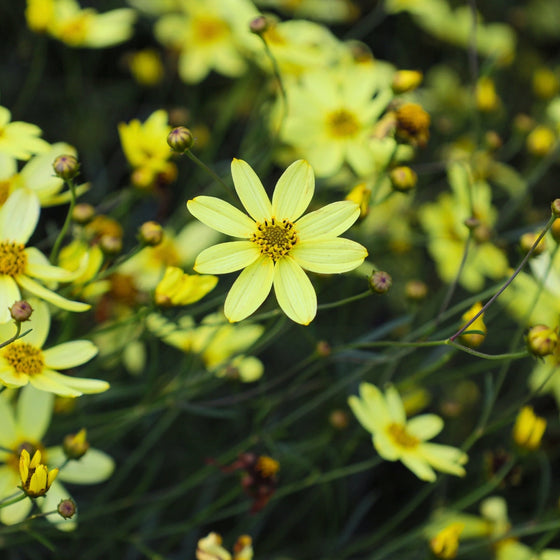 close look at yellow petals on coreopsis moonbeam