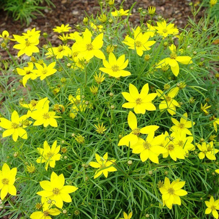 coreopsis-zagreb-