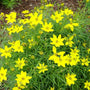 Coreopsis Zagreb Plants have bright yellow flowers