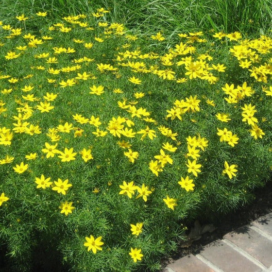 Patch of Blooming Coreopsis Zagreb Plants