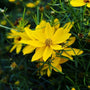 Coreopsis Zagreb Perennia plants