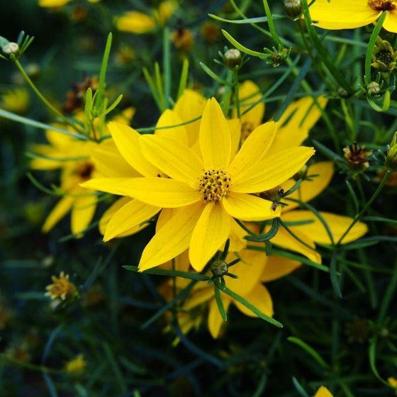 Coreopsis Zagreb Perennia plants