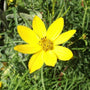Yellow Flowering Perennial have electric yellow blooms