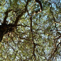 Corkscrew Willow Tree branches on a tall tree