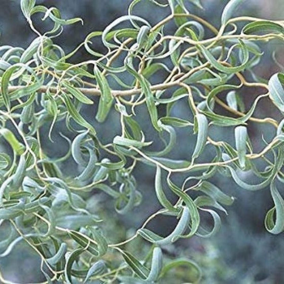 twisted leaves of the Corkscrew Willow Trees