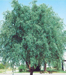 Corkscrew Willow