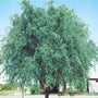 Corkscrew Willow Trees develop a good size in the landscape