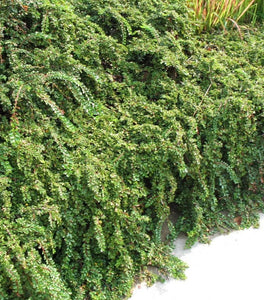 Cotoneaster Tom Thumb