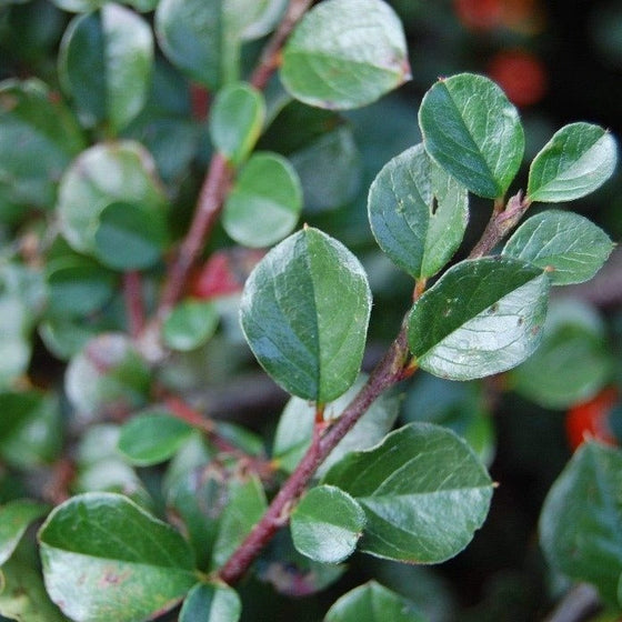 glossy green foliage on Cranberry Cotoneaster Shrubs
