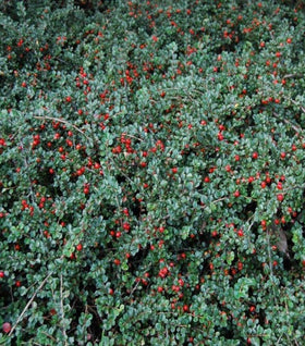 Cranberry Cotoneaster