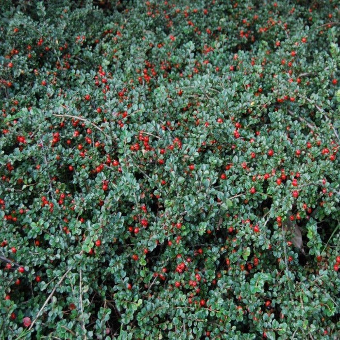 Cranberry Cotoneaster