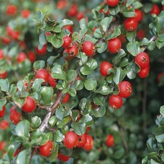 close look at dark green foliage and bright red berries on Cranberry Cotoneaster