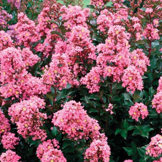 abundant bright pink flowers of the coral magic crape with pops of yellow