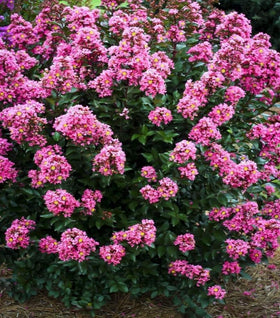 Crape Myrtle Coral Magic