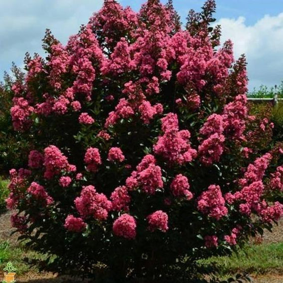early summer pink coral magic crape flowers in full bloom