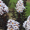 pure white ruffled flowers of ebony and ivory crape myrtle with pops of yellow