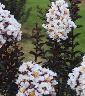 Crape Myrtle Ebony and Ivory