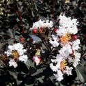 white flowers of the ebony and ivory crape myrtle with dark green foliage