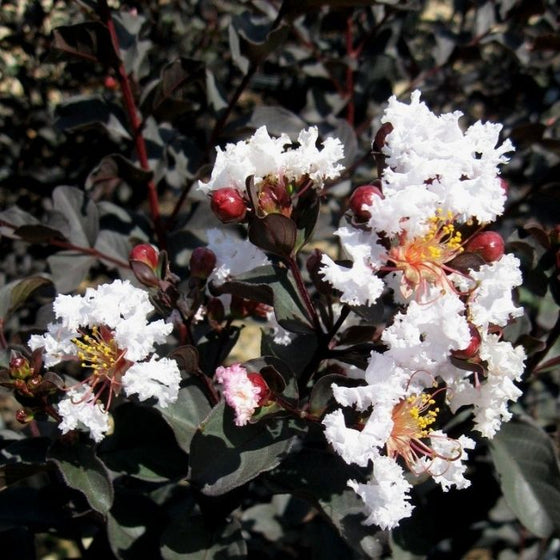 white flowers of the ebony and ivory crape myrtle with dark green foliage