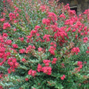 Princess holy Ann crape myrtle shrub with red blossoms and bright green foliage