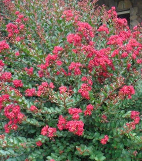 Crape Myrtle Princess Holly Ann