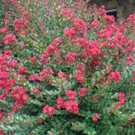 Princess holy Ann crape myrtle shrub with red blossoms and bright green foliage
