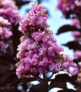 Crape Myrtle Thunderstruck Lavender Blast