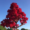 rumblin red crape myrtle flowers deep jewel tone ruby red flowers