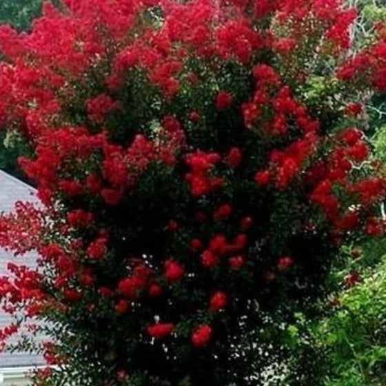 thunderstruck rumblin red crape myrtle grow fast with multiple trunks lots of flowers