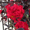 thunderstruck rumblin red crepe myrtle trees with crepe like papery flowers
