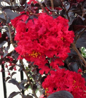 Crape Myrtle Thunderstruck Rumblin' Red
