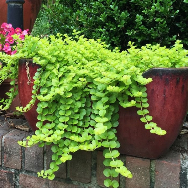 is creeping jenny an indoor plant Creeping Jenny