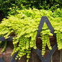 Bright green creeping jenny cascading over retaining wall