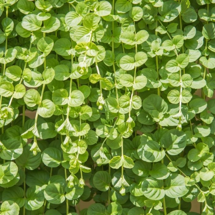 potted creeping jenny plant Golden Creeping Jenny