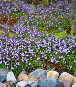 Blue Creeping Mazus