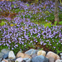 Blue creeping mazus forming a low carpet along a path, tiny green leaves topped with lilac-blue spring blooms in bright shade.