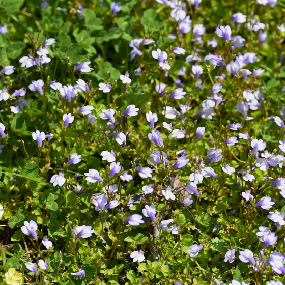 Blue creeping mazus habit showing a tight, low mat 2–4 inches tall, spreading between stones for a neat groundcover finish.