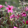 close up view of deep pink phlox scarlet flame in bloom in spring