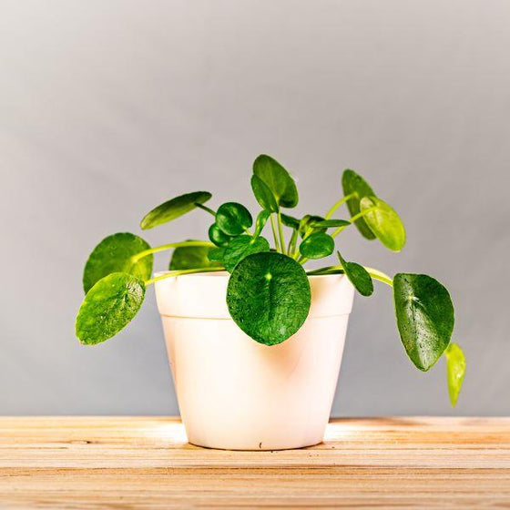 chinese money plant in white round resin pot
