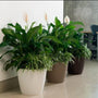 white tan and brown crescent eva plant pots