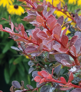 Crimson Cutie Barberry