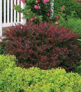 Crimson Pygmy Barberry