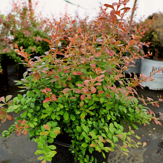 crimson pygmy barberry green and red foliage